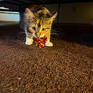 Twix is registered to the contest to win money with this photo: kitten, cat, toy, carpet, indoor, brown, whiskers, pet, animal, playful, fur, young, curious, closeup, floor, bedframe, paws, domestic, feline, focused