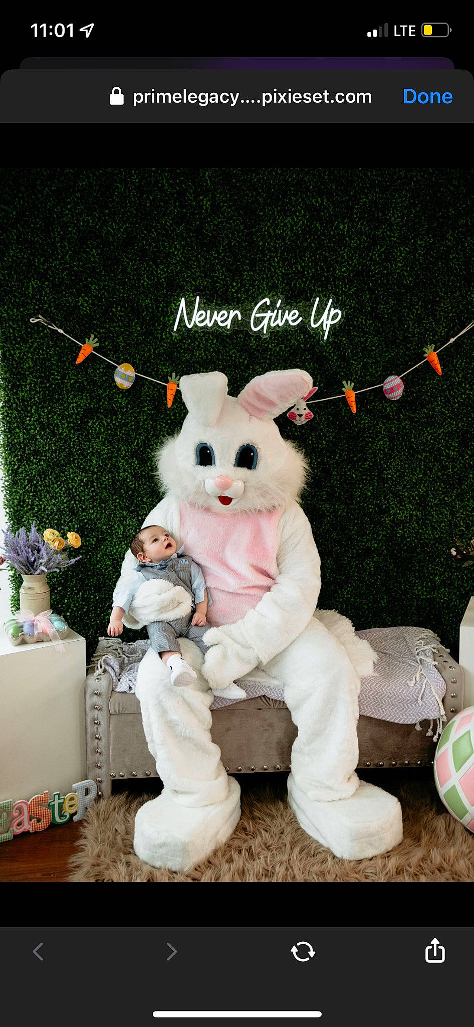 William joined the competition — help win amazing prizes! companion_dog, easter_bunny, event, felidae, font, fur, grass, happy, ornament, pattern, person, plush, rabbit, rabbits_and_hares, snout, stuffed_toy, tail, teddy_bear, toy, whiskers