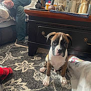 Samson joined the competition — help win amazing prizes! puppy, dog, boxer, carpet, rug, person, sneakers, couch, coffee_table, wooden_figurines, pillows, blanket, living_room, casual_clothing, sitting, indoor, home_decor, table, footwear, relaxed