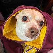 Ozzy joined the competition — help win amazing prizes! dog, pet, hoodie, clothing, maroon, yellow, cute, small_dog, face, eyes, nose, fur, indoor, closeup, portrait, animal, cozy, warm, snug, expression