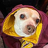 dog, pet, hoodie, clothing, maroon, yellow, cute, small_dog, face, eyes, nose, fur, indoor, closeup, portrait, animal, cozy, warm, snug, expression