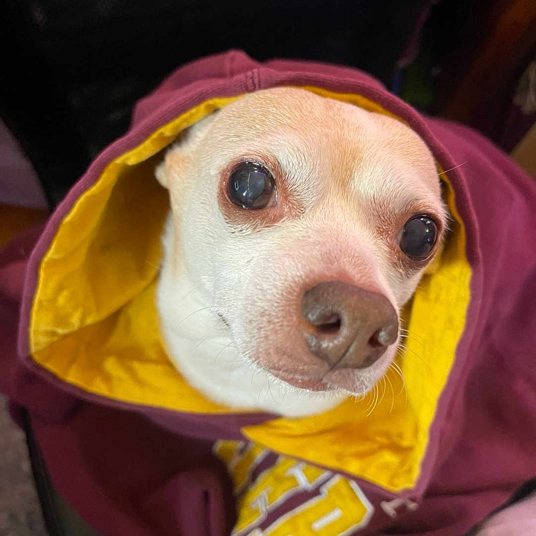 Ozzy joined the competition — help win amazing prizes! dog, pet, hoodie, clothing, maroon, yellow, cute, small_dog, face, eyes, nose, fur, indoor, closeup, portrait, animal, cozy, warm, snug, expression