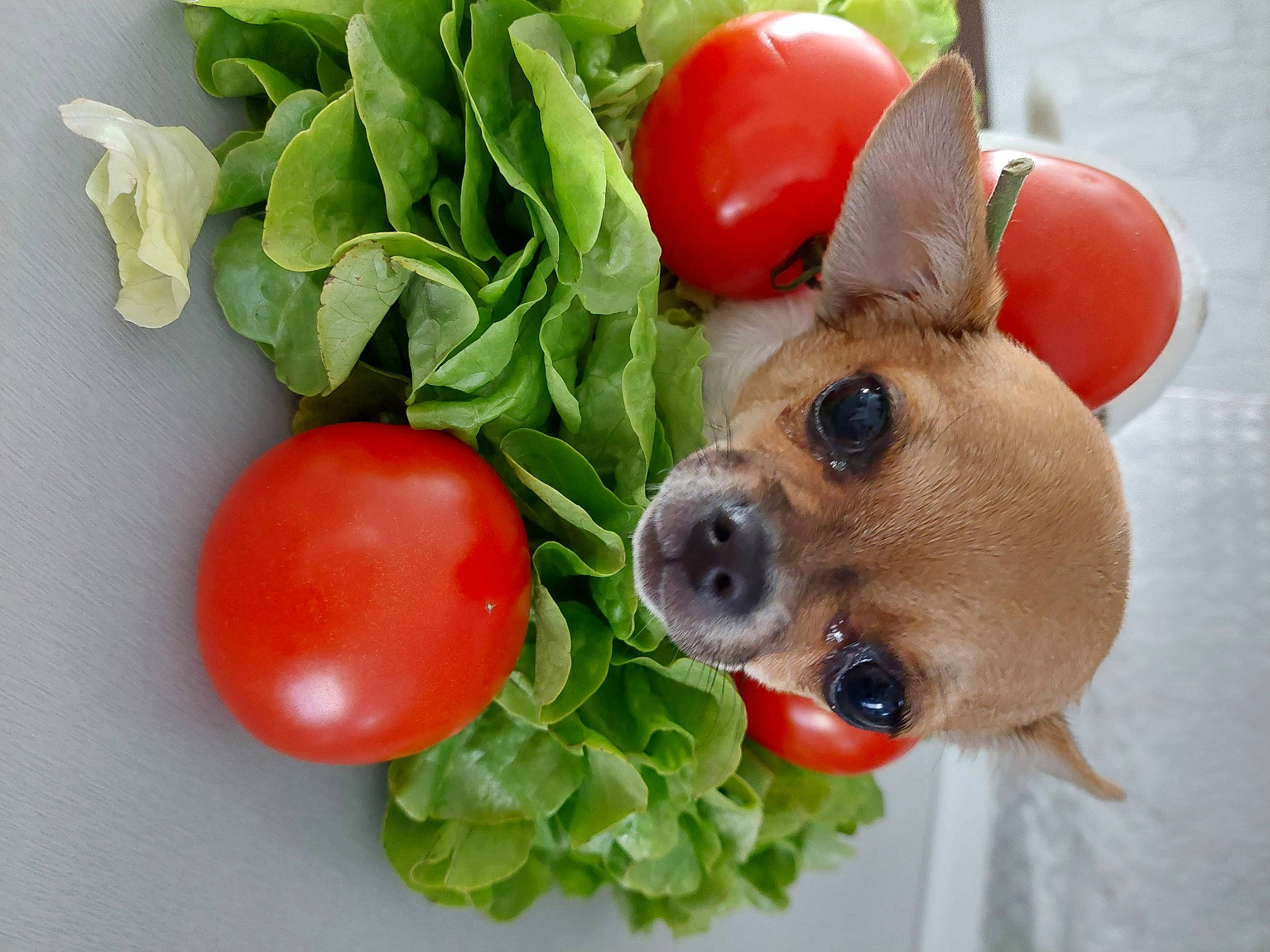 Skippy participe au concours pour gagner de l'argent avec cette photo : bush_tomato, carnivore, cherry_tomatoes, dishware, dog, fawn, food, ingredient, leaf_vegetable, natural_foods, plate, plum_tomato, produce, recipe, snout, superfood, tableware, tomato, vegetable, working_animal