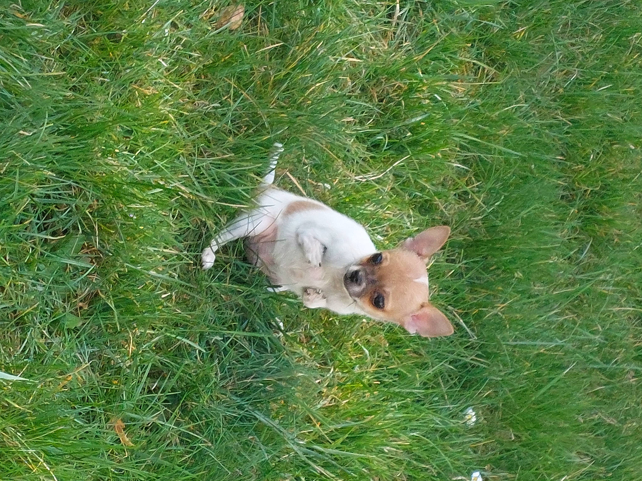 Skippy participe au concours pour gagner de l'argent avec cette photo : canidae, carnivore, companion_dog, dog, dog_breed, domestic_pig, fawn, goats, grass, grassland, grazing, groundcover, livestock, pasture, plant, snout, sporting_group, suidae, tail, terrestrial_animal