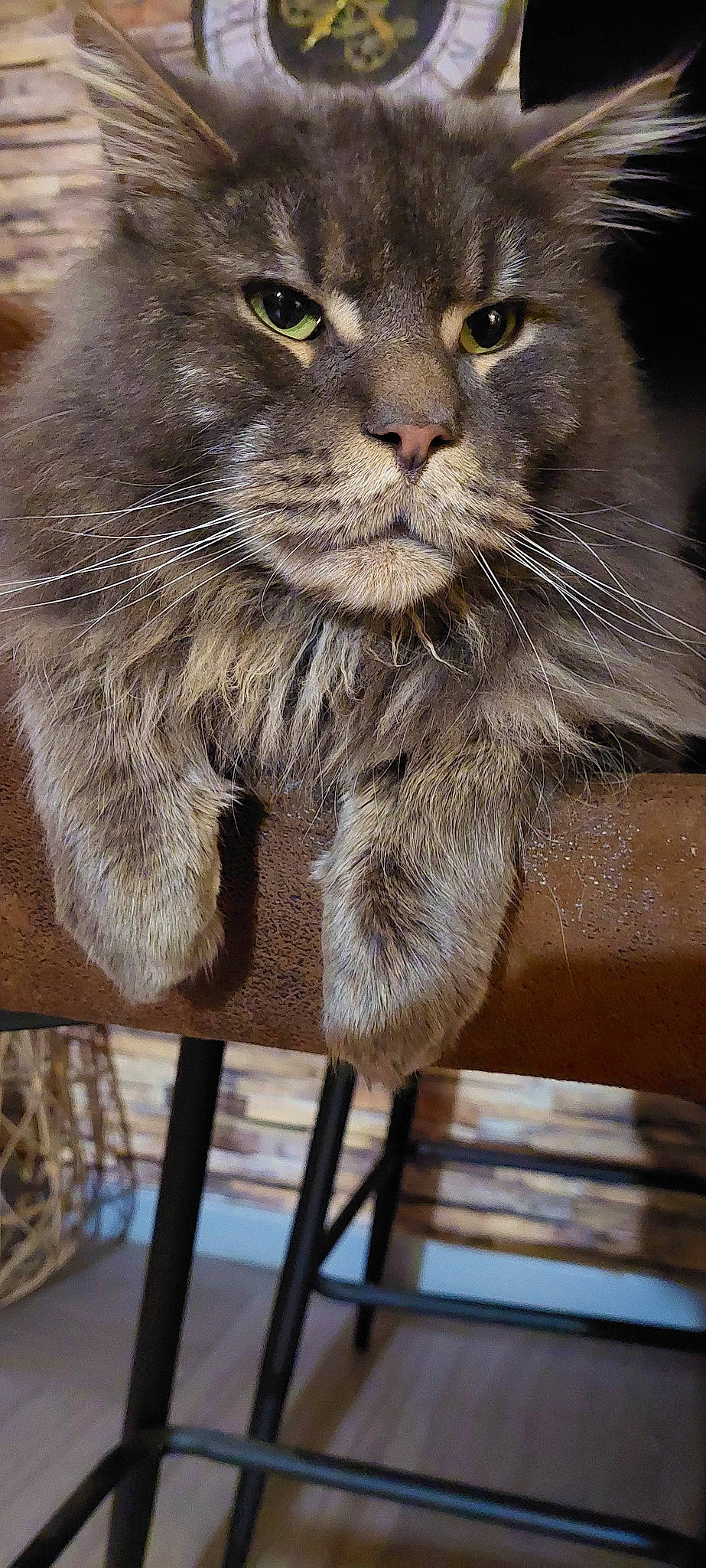 Hercule participe au concours pour gagner de l'argent avec cette photo : british_longhair, carnivore, cat, claw, domestic_short_haired_cat, eye, fawn, felidae, fur, grey, iris, small_to_medium_sized_cats, snout, terrestrial_animal, whiskers, wood