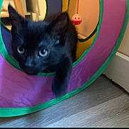 Jasper is registered to the contest to win money with this photo: animal, black_cat, blurry_motion, colorful, curious, cute, exploration, feline, floor, green, home, indoor, kitten, orange, pet, play_tunnel, purple, toy, wooden_floor, young_cat