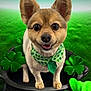 dog, small_dog, green_neckerchief, shamrocks, black_pot, green_background, happy, ears, grass, festive, cute, animal, pet, st_patricks_day, celebration, smiling, portrait, outdoor, lucky, holiday