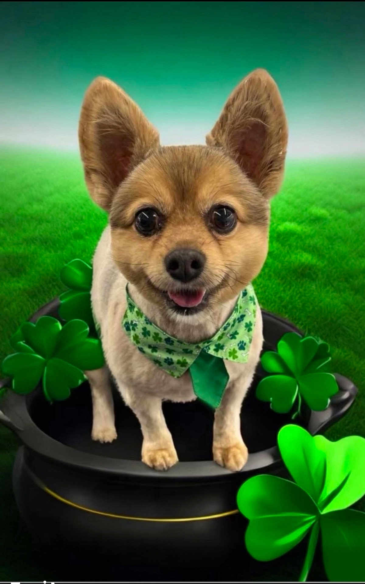 Hannah joined the competition — help win amazing prizes! dog, small_dog, green_neckerchief, shamrocks, black_pot, green_background, happy, ears, grass, festive, cute, animal, pet, st_patricks_day, celebration, smiling, portrait, outdoor, lucky, holiday