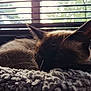 Xena is registered to the contest to win money with this photo: cat, sleeping, blanket, window, blinds, indoor, pet, fur, cozy, resting, whiskers, ears, closeup, soft, texture, daylight, quiet, animal, relaxation, home