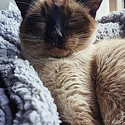 Xena joined the competition — help win amazing prizes! cat, siamese_cat, sleeping, close_up, whiskers, fur, blanket, cozy, indoor, pet, relaxing, nap, animal, cute, soft_texture, resting, peaceful, feline, warm, comfortable