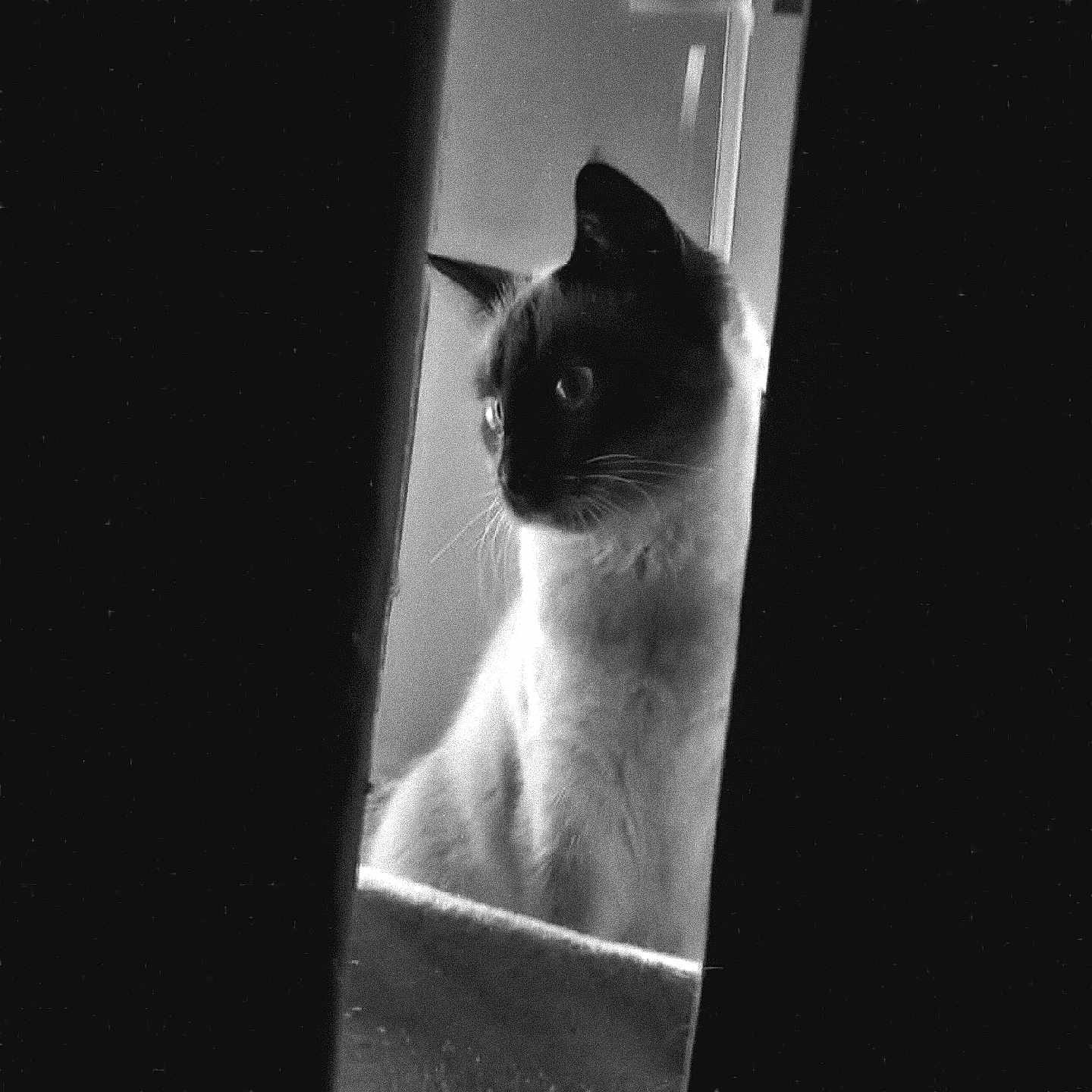 Xena joined the competition — help win amazing prizes! cat, animal, black_and_white, curious, peeking, indoor, feline, whiskers, ears, portrait, shadow, contrast, window, light, silhouette, pet, mammal, sitting, quiet, still