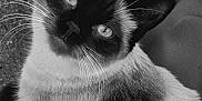 Xena joined the competition — help win amazing prizes! cat, siamese_cat, animal, pet, fur, whiskers, face, eyes, ear, looking_up, black_and_white, portrait, closeup, outdoor, curious, feline, cute, mammal, animal_portrait, domestic_animal