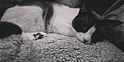 Dex joined the competition — help win amazing prizes! cat, black_and_white, sleeping, resting, blanket, cozy, fur, whiskers, paw, indoor, pet, closeup, animal, cute, relaxed, texture, soft, calm, lying_down, monochrome