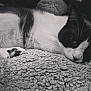 cat, black_and_white, sleeping, resting, blanket, cozy, fur, whiskers, paw, indoor, pet, closeup, animal, cute, relaxed, texture, soft, calm, lying_down, monochrome