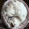 Abby a rejoint le concours — aidez-le/la à gagner de superbes lots ! dog, sleeping, curled_up, fluffy, white_fur, small_dog, pet, animal, cozy, plush_bed, blanket, indoors, nap, resting, close_up, portrait, soft_texture, brown_background, relaxed, cute