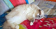 Abby participe au concours pour gagner de l'argent avec cette photo : cat, sleeping, fluffy, cream_colored, longhaired, lying_down, belly_up, indoors, couch, sofa, pillows, blanket, colorful, textile, cozy, relaxed, cute, pet, close_up, home_decor