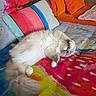 cat, sleeping, fluffy, cream_colored, longhaired, lying_down, belly_up, indoors, couch, sofa, pillows, blanket, colorful, textile, cozy, relaxed, cute, pet, close_up, home_decor