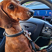 Scrappy participe au concours pour gagner de l'argent avec cette photo : animal, brown_dog, car, closeup, collar, dachshund, dashboard, daytime, dog, inside_car, leash, outdoor_background, paw, pet, road, seat, side_view, steering_wheel, vehicle, window