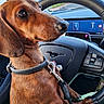 animal, brown_dog, car, closeup, collar, dachshund, dashboard, daytime, dog, inside_car, leash, outdoor_background, paw, pet, road, seat, side_view, steering_wheel, vehicle, window