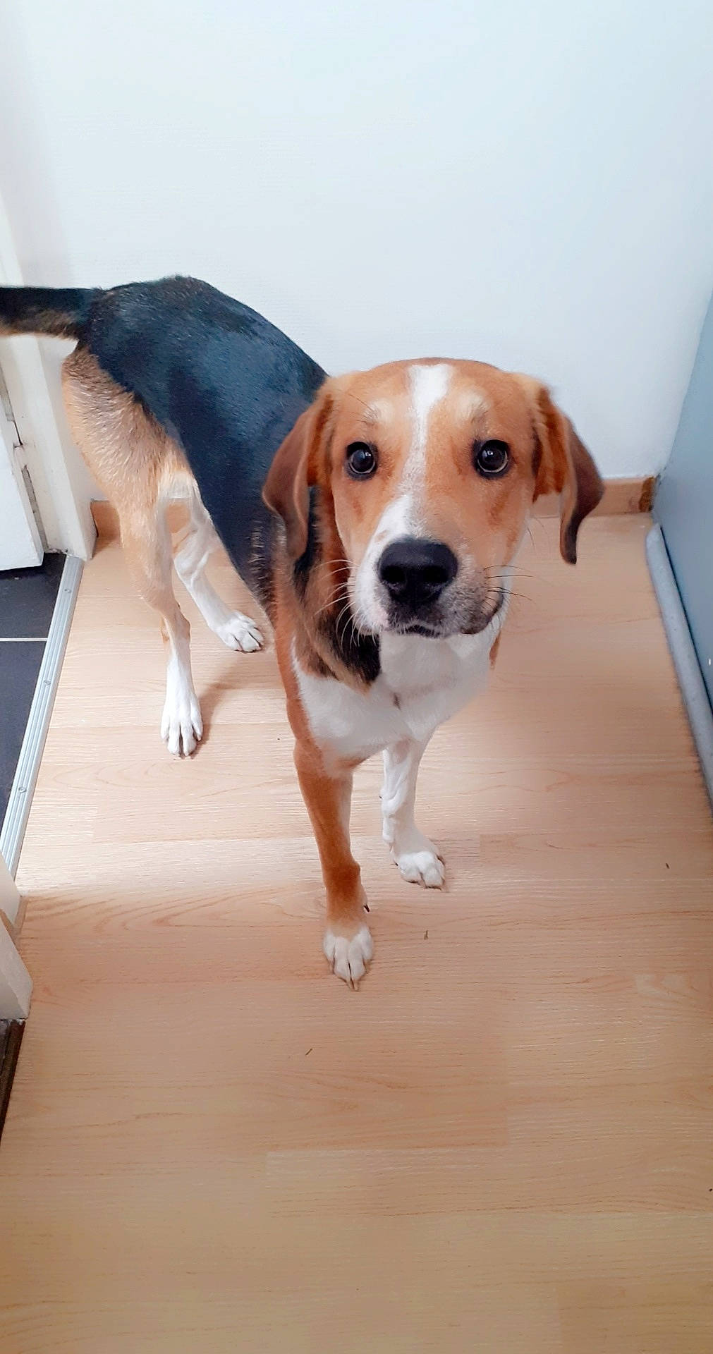 Buddy a rejoint le concours — aidez-le/la à gagner de superbes lots ! american_foxhound, beagle, beagle_harrier, canidae, carnivore, companion_dog, coonhound, dog, dog_breed, english_foxhound, estonian_hound, finnish_hound, hamiltonstovare, harrier, hound, mammal, pocket_beagle, snout, treeing_walker_coonhound, vertebrate