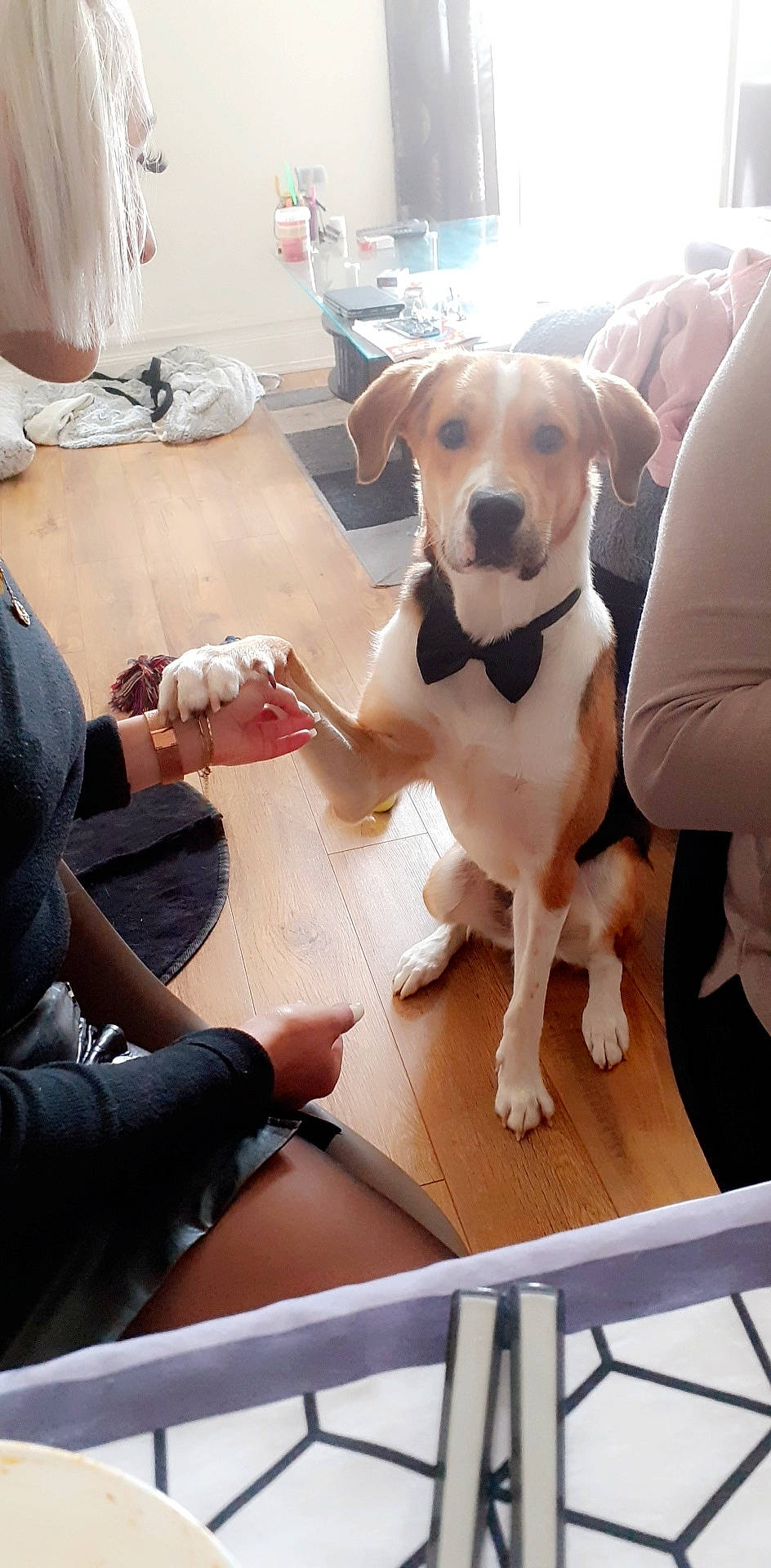 Buddy a rejoint le concours — aidez-le/la à gagner de superbes lots ! beagle, canidae, carnivore, companion_dog, dog, dog_breed, ear, fawn, hunting_dog, labrador_retriever, mammal, sporting_group