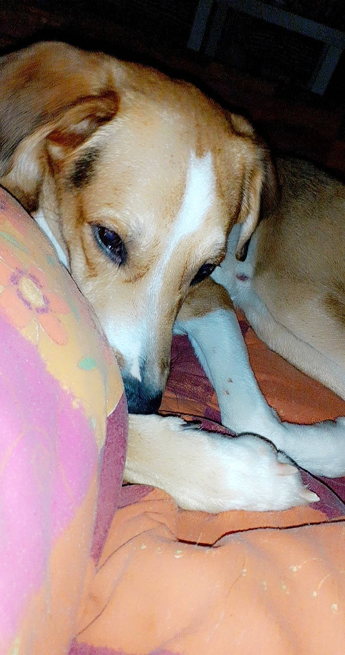 Buddy participe au concours pour gagner de l'argent avec cette photo : azawakh, canidae, carnivore, companion_dog, dog, dog_breed, fawn, lurcher, mammal, snout, sporting_group, whippet