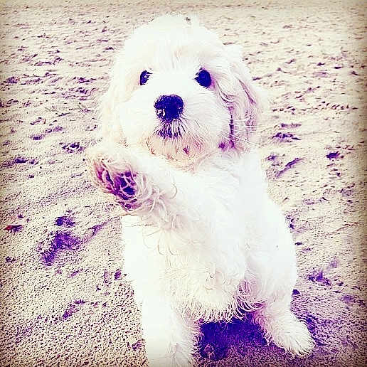 Lola is registered to the contest to win money with this photo: carnivoran, cavachon, cavapoo, cockapoo, companion_dog, coton_de_tulear, dog, dog_breed, dog_breed_group, dog_like_mammal, goldendoodle, havanese, maltese, puppy, puppy_love, schnoodle, snout, vertebrate, west_highland_white_terrier, whiskers