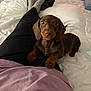 animal, bed, black_pants, brown_dog, companion, cozy, cute, dachshund, dog, fur, indoor, lap, looking_up, person, pet, pet_portrait, puppy, purple_shirt, small_dog, socks