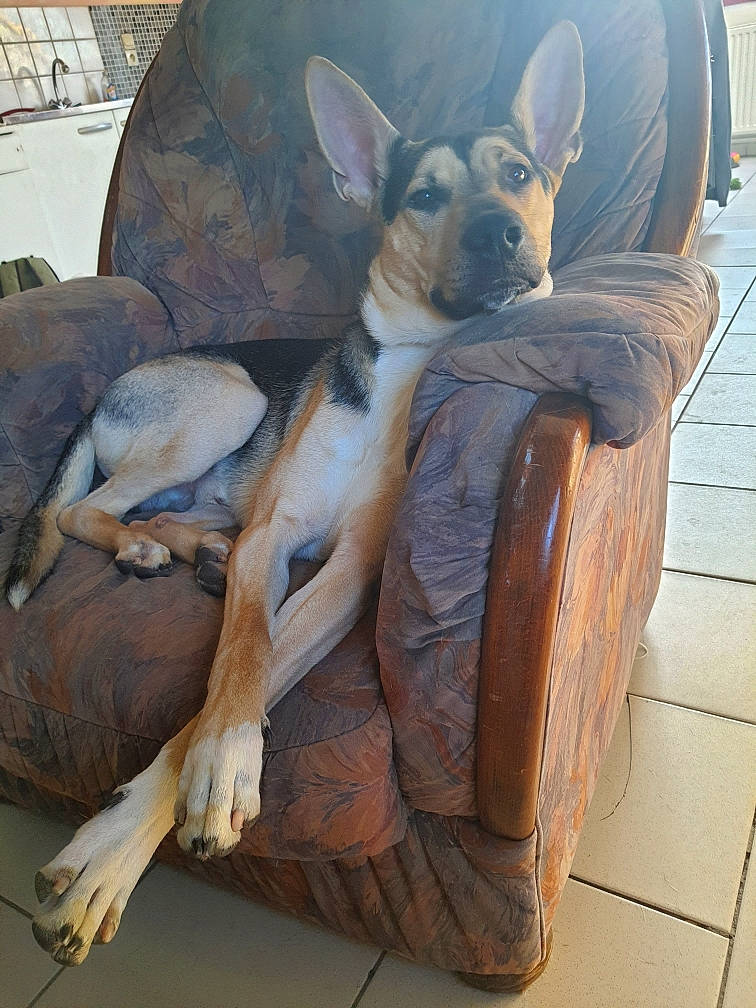 Sultan a rejoint le concours — aidez-le/la à gagner de superbes lots ! art, canidae, carnivore, comfort, companion_dog, dog, dog_breed, domestic_rabbit, ear, fawn, fur, rabbit, rabbits_and_hares, sitting, sporting_group, terrestrial_animal, toy_dog, whiskers, working_animal