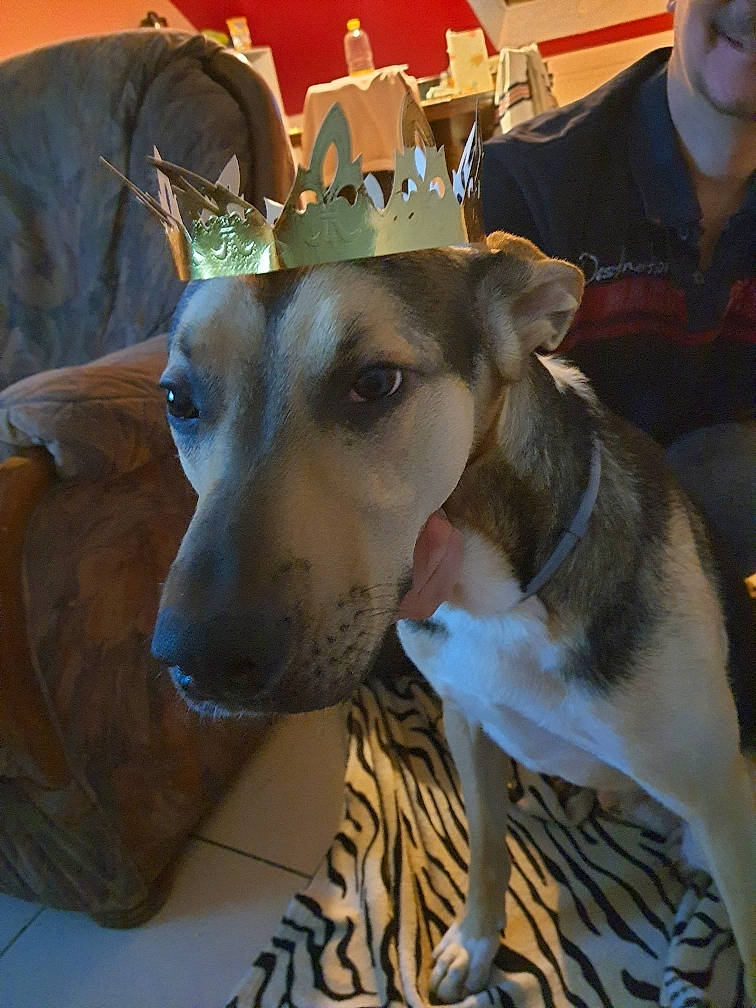 Sultan participe au concours pour gagner de l'argent avec cette photo : canidae, carnivore, collar, companion_dog, dog, dog_breed, dog_collar, fawn, fur, hortaya_borzaya, jaw, magyar_agar, non_sporting_group, rampur_greyhound, sighthound, snout, sporting_group, t_shirt, whiskers, working_animal