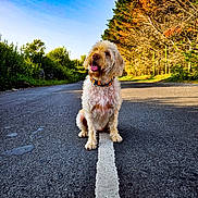 Bear joined the competition — help win amazing prizes! asphalt, bushes, canine, collar, daytime, dog, fur, happy, landscape, nature, outdoor, pet, quiet, road, sitting, sky, sunlight, tongue_out, trees, white_line