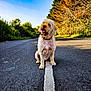 asphalt, bushes, canine, collar, daytime, dog, fur, happy, landscape, nature, outdoor, pet, quiet, road, sitting, sky, sunlight, tongue_out, trees, white_line