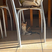 Hinata participe au concours pour gagner de l'argent avec cette photo : animal, bag, calico, cat, chair, curious, domestic, floor, furniture, indoor, kitten, lemon_pattern, pet, quiet, resting, shadow, small, sunlight, tile, wooden