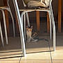 animal, bag, calico, cat, chair, curious, domestic, floor, furniture, indoor, kitten, lemon_pattern, pet, quiet, resting, shadow, small, sunlight, tile, wooden
