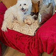 Gizmo is registered to the contest to win money with this photo: dog, white_dog, brown_dog, couch, blanket, pillow, indoor, floor, wood_floor, sleeping, happy, pet, animal, cozy, resting, fur, companion, cute, relaxing, home