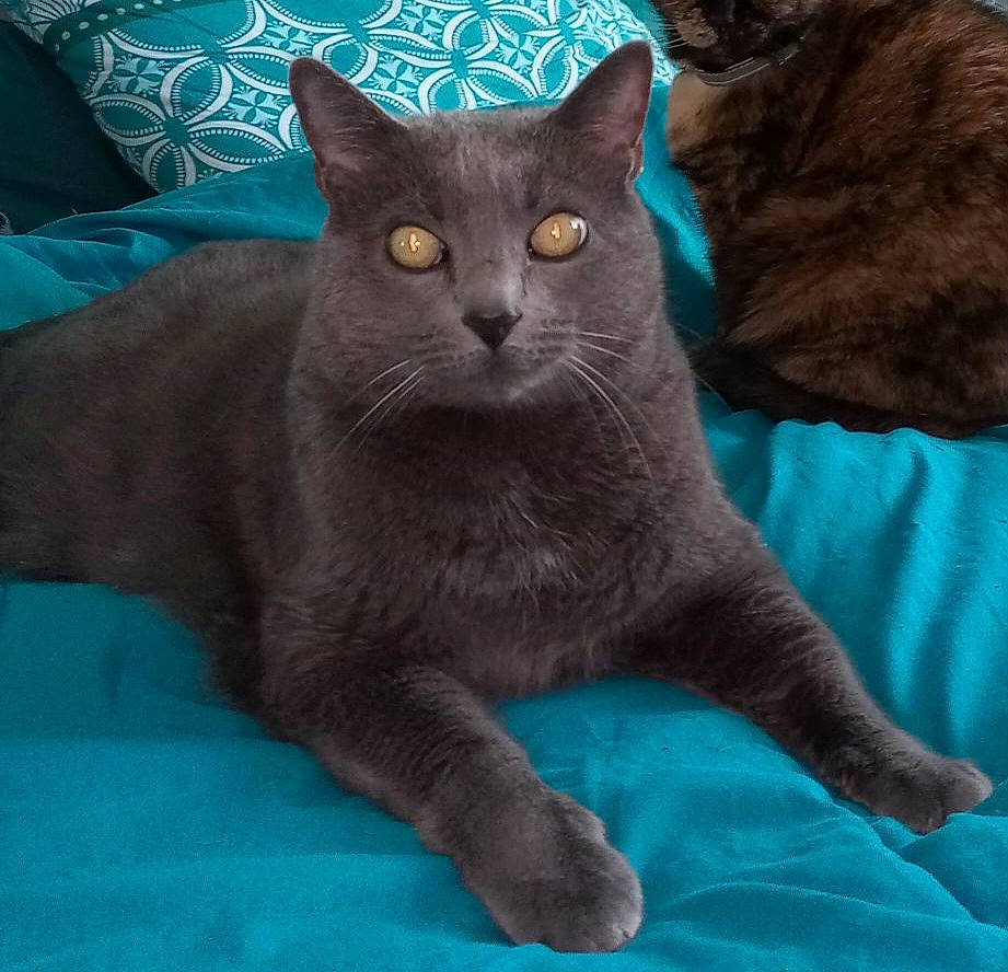 Figaro a rejoint le concours — aidez-le/la à gagner de superbes lots ! azure, carnivore, cat, comfort, domestic_short_haired_cat, electric_blue, felidae, fur, grey, russian_blue, small_to_medium_sized_cats, snout, terrestrial_animal, whiskers