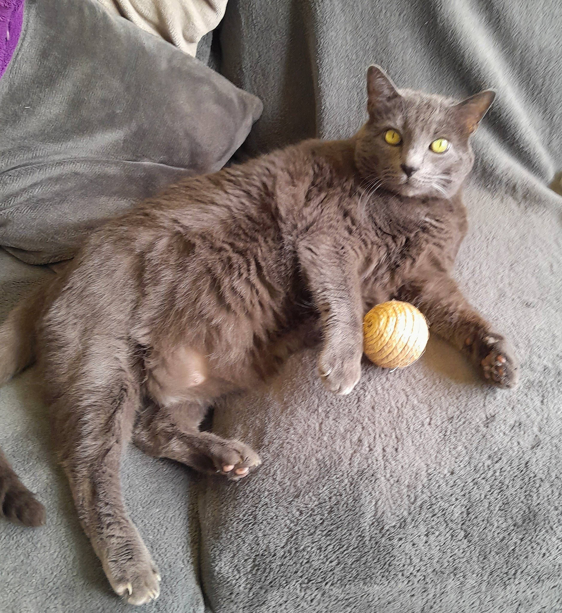 Figaro