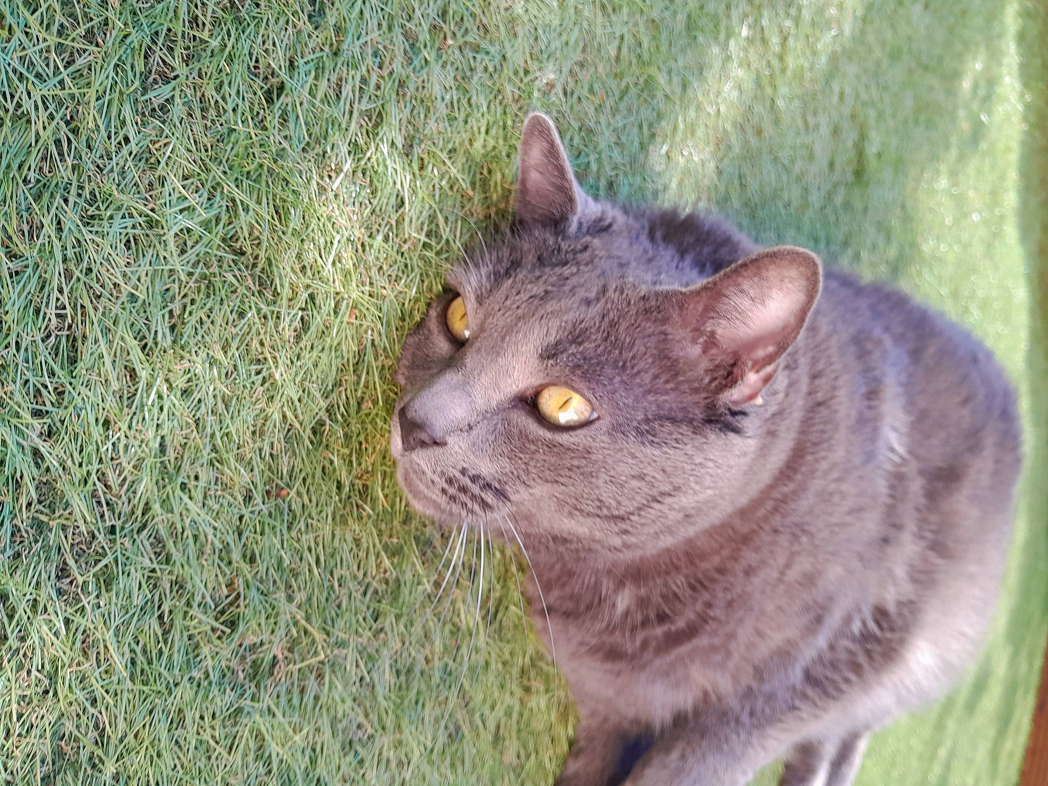 Figaro a rejoint le concours — aidez-le/la à gagner de superbes lots ! black_cat, carnivore, cat, domestic_short_haired_cat, felidae, fur, grass, groundcover, plant, small_to_medium_sized_cats, tail, terrestrial_animal, whiskers, wildlife