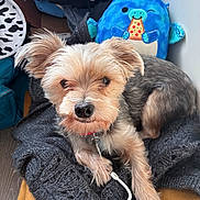 Mr Magnificent joined the competition — help win amazing prizes! dog, toy, knitted_sweater, plush_toy, indoor, cozy, small_dog, brown_fur, gray_fur, floor, wood_floor, colorful, cute, pet, relaxed, playful, stuffed_animal, collar, casual, background