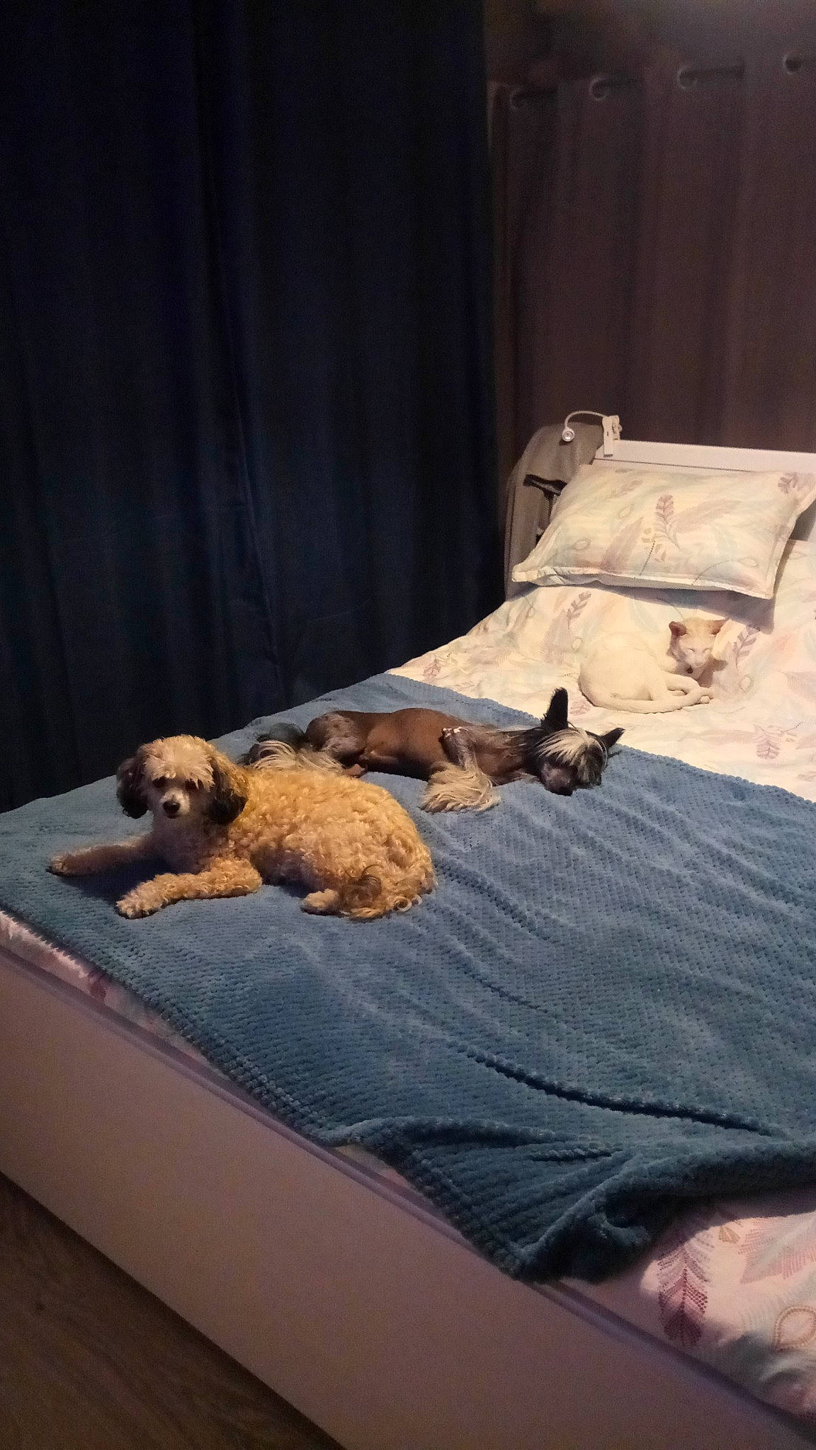 Gena participe au concours pour gagner de l'argent avec cette photo : bed, bed_sheet, bedding, bedroom, carnivore, comfort, companion_dog, curtain, dog, dog_breed, duvet, fawn, felidae, flooring, hardwood, linens, room, sporting_group, textile, wood