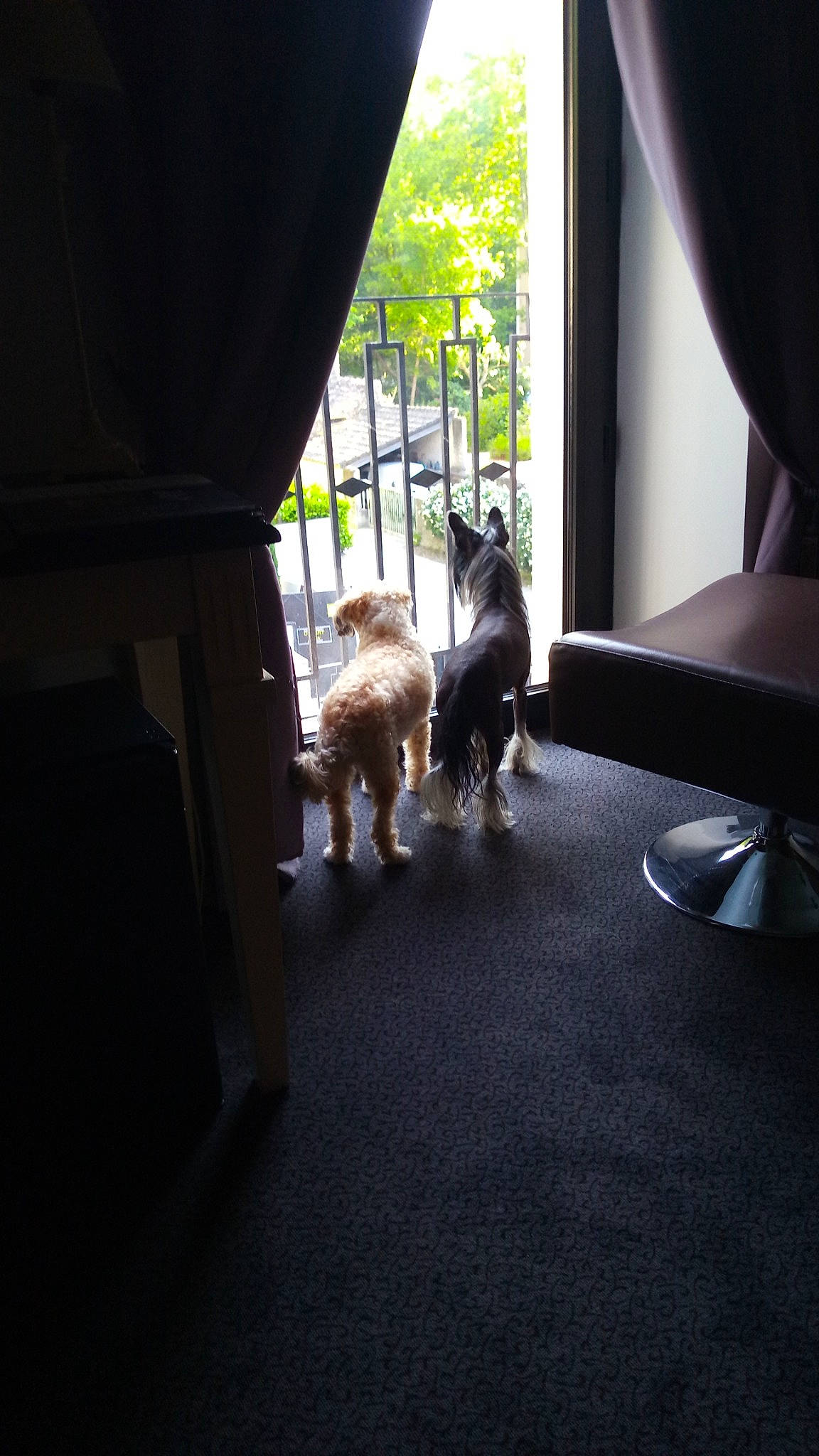 Gena participe au concours pour gagner de l'argent avec cette photo : building, carnivore, comfort, companion_dog, darkness, felidae, floor, flooring, hardwood, house, living_room, plant, shade, small_to_medium_sized_cats, sporting_group, tints_and_shades, toy, tree, window, wood