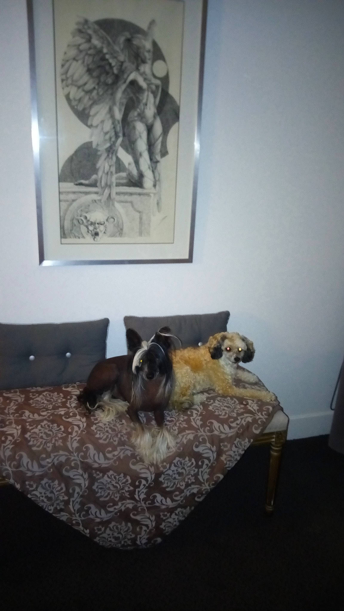 Gena participe au concours pour gagner de l'argent avec cette photo : art, bedroom, carnivore, comfort, companion_dog, dog, dog_breed, dog_supply, fawn, felidae, flooring, grey, hardwood, linens, living_room, painting, picture_frame, room, tail, wood