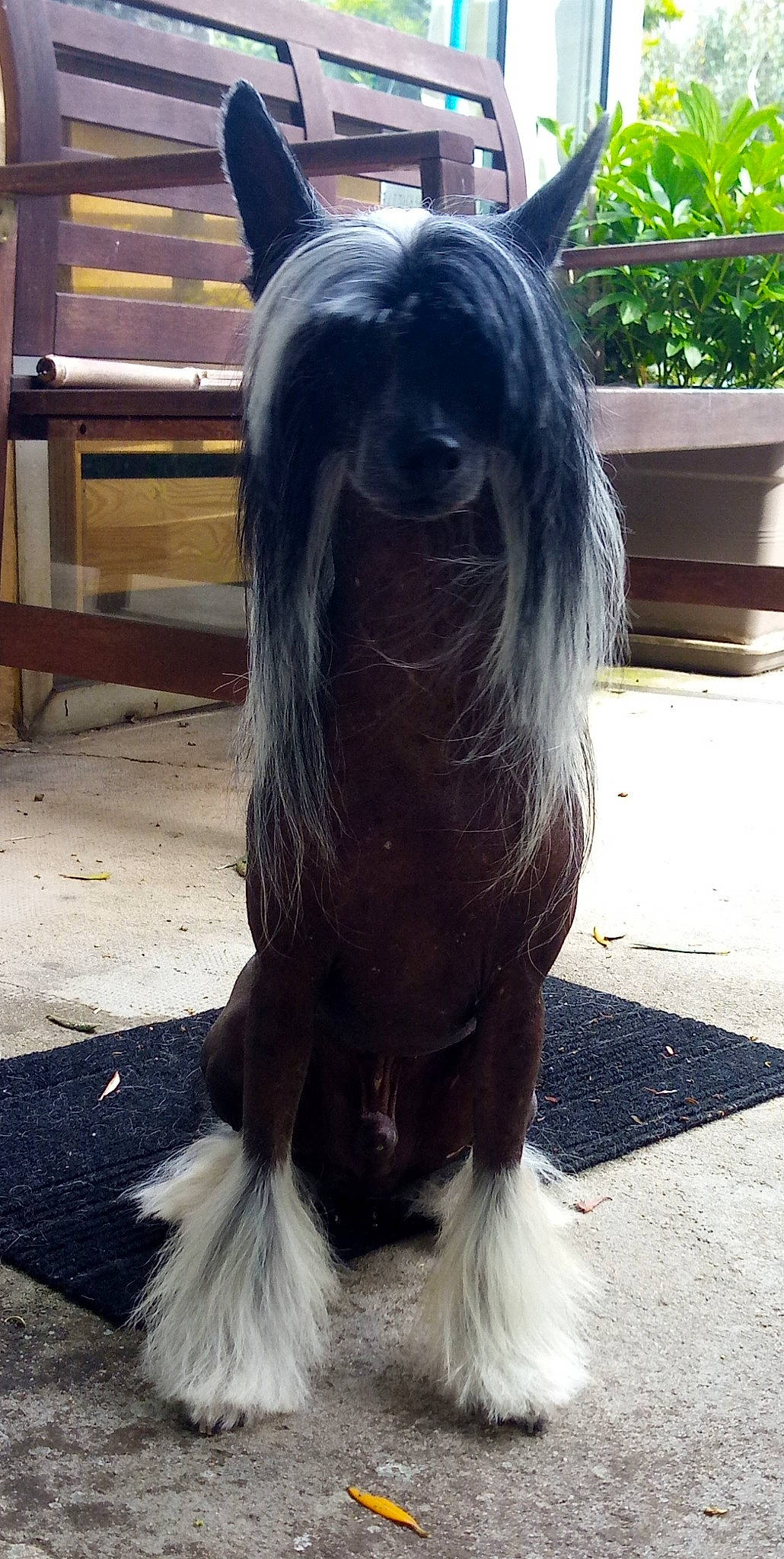 Ilton a rejoint le concours — aidez-le/la à gagner de superbes lots ! beard, canidae, carnivore, companion_dog, dog_breed, ear, fawn, flowerpot, fur, grey, jaw, liver, natural_material, plant, snout, sporting_group, tail, whiskers, wood, working_animal