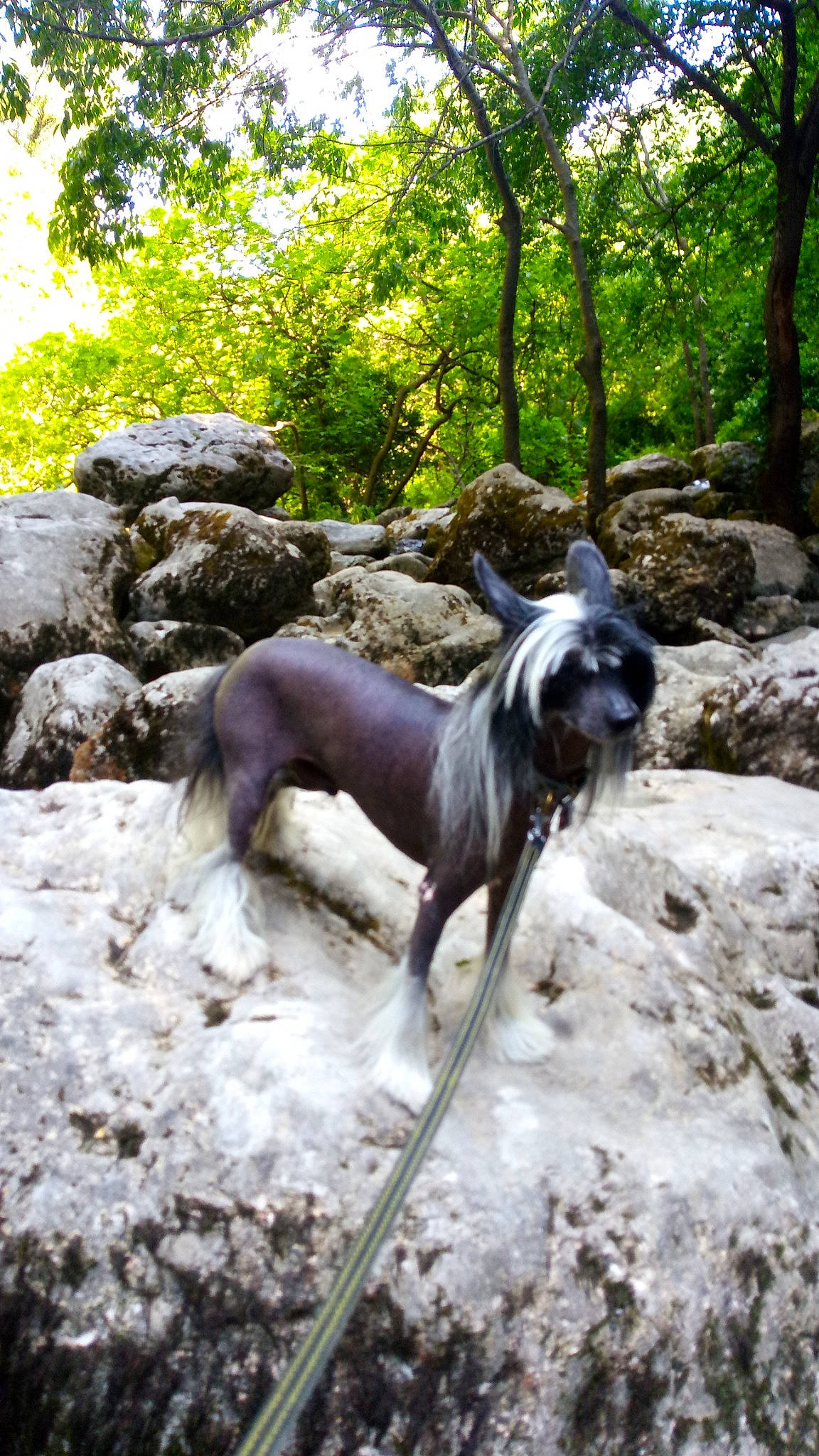 Ilton participe au concours pour gagner de l'argent avec cette photo : bedrock, carnivore, companion_dog, dog, dog_breed, fawn, forest, liver, plant, rampur_greyhound, rock, sculpture, snout, tail, terrestrial_animal, tree, trunk, wood, woodland, working_animal