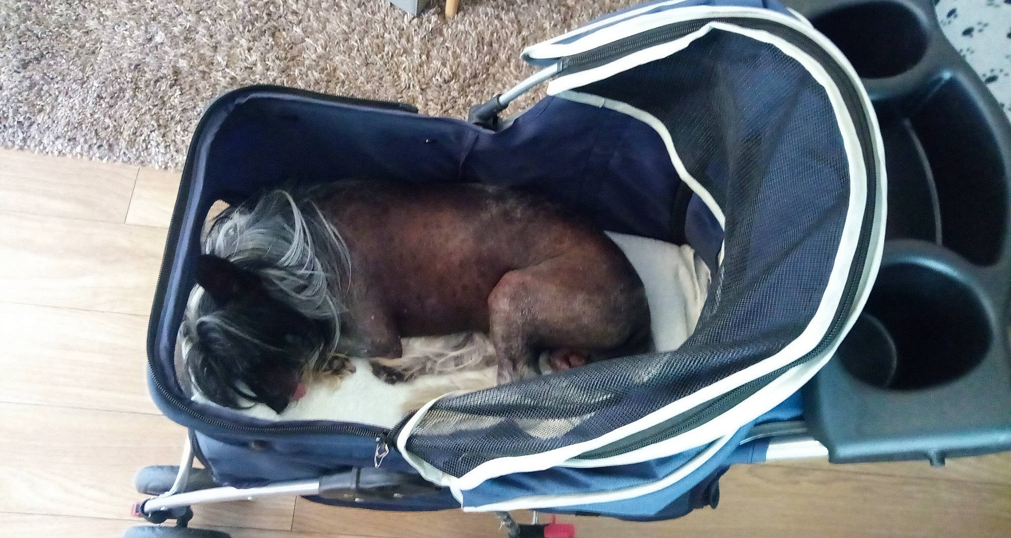 Ilton a rejoint le concours — aidez-le/la à gagner de superbes lots ! baby_products, bag, baggage, canidae, carnivore, collar, comfort, companion_dog, dog, dog_breed, dog_supply, fur, grass, liver, nap, pet_supply, sitting, sporting_group, vehicle, working_animal