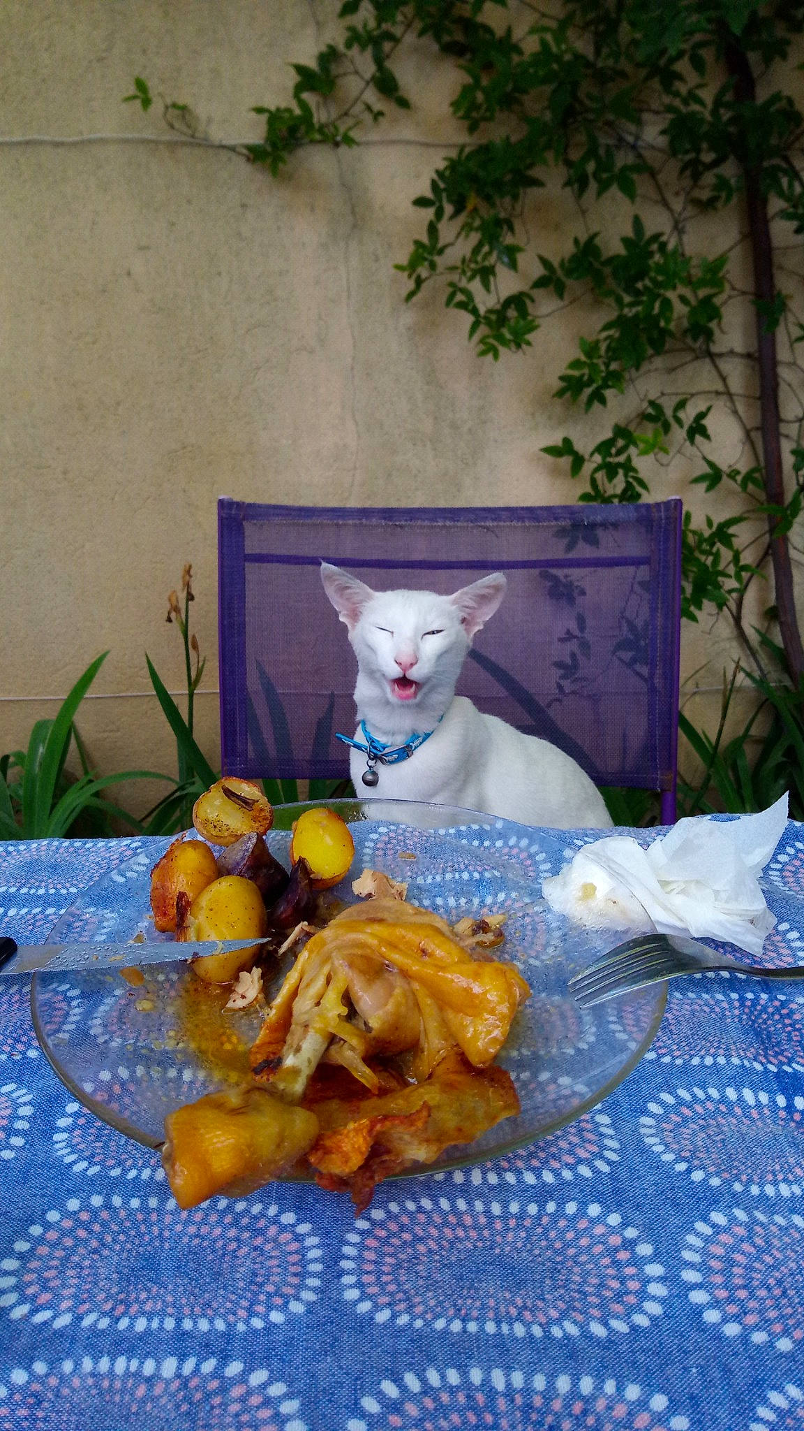 Hello Kitty participe au concours pour gagner de l'argent avec cette photo : art, chair, fawn, felidae, fictional_character, food, fruit, ingredient, natural_foods, plant, plate, porcelain, produce, purple, still_life, stuffed_toy, table, tableware, toy, window