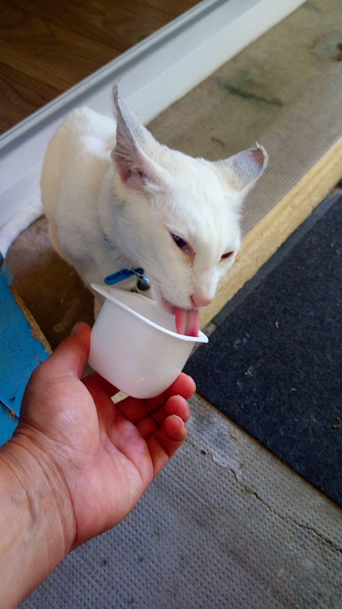 Hello Kitty a rejoint le concours — aidez-le/la à gagner de superbes lots ! cat, cone, domestic_short_haired_cat, drinking_straw, ear, felidae, finger, fur, gesture, nail, pet_supply, small_to_medium_sized_cats, tail, thumb, whiskers, wood