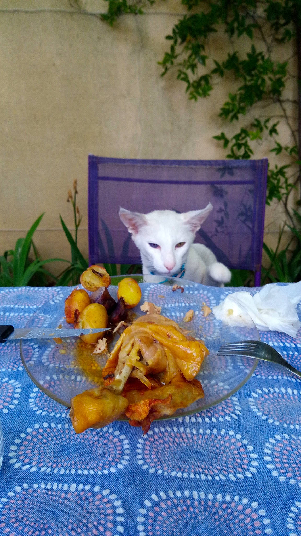 Hello Kitty a rejoint le concours — aidez-le/la à gagner de superbes lots ! art, cat, fawn, felidae, fur, leaf, linens, plant, plate, purple, room, small_to_medium_sized_cats, stuffed_toy, table, tablecloth, tableware, tail, textile, toy, whiskers