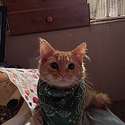 Zara joined the competition — help win amazing prizes! cat, orange_cat, bandana, pet, indoor, bed, blanket, dresser, fan, sports_jersey, green_bandana, feline, cute, animal, domestic_cat, sitting, ears, whiskers, tail, soft_lighting
