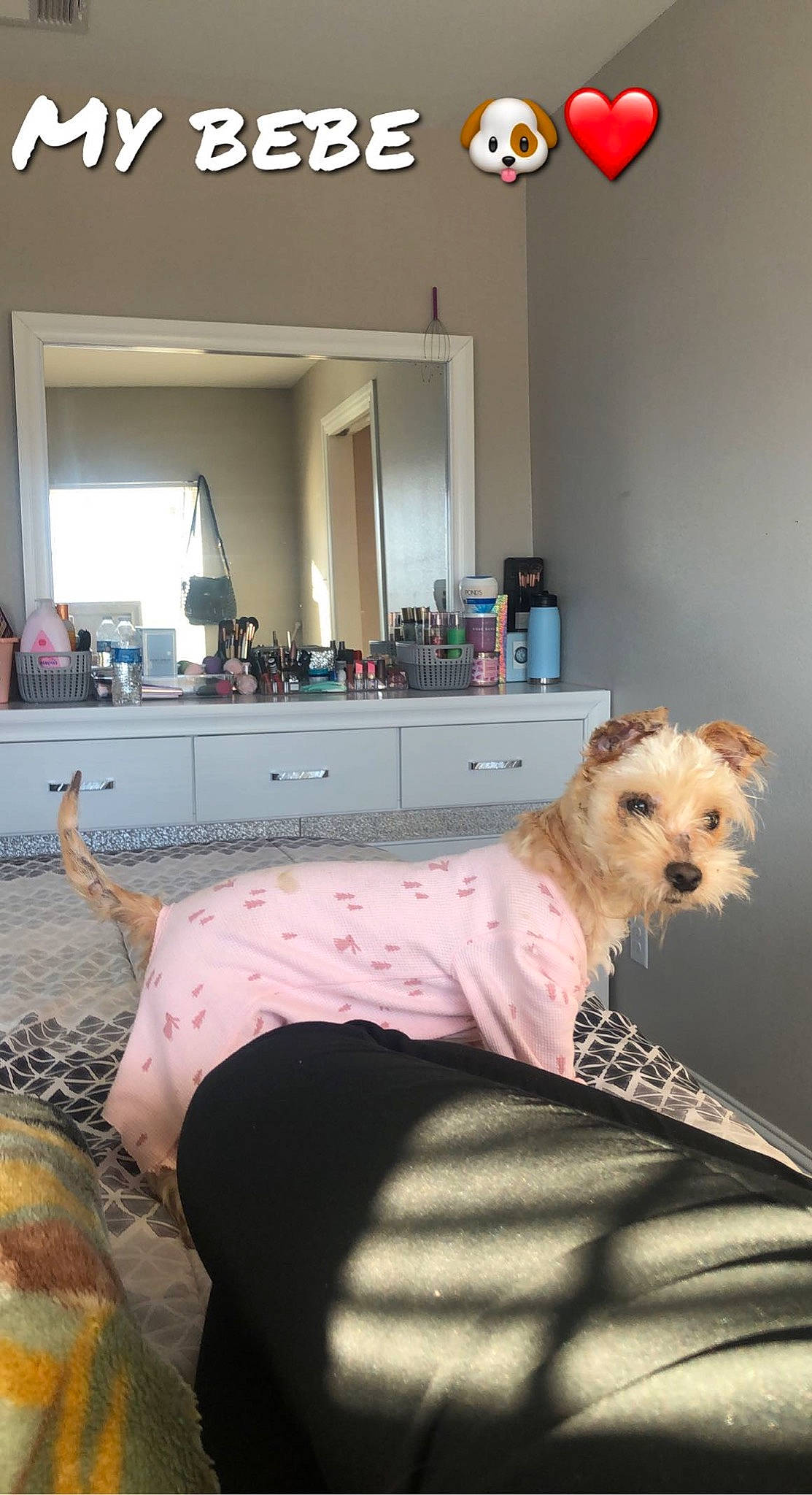 Roxie joined the competition — help win amazing prizes! cabinetry, carnivore, chair, comfort, companion_dog, couch, dog, dog_breed, dog_supply, floor, flooring, interior_design, linens, living_room, pillow, room, sitting, small_terrier, terrier, toy_dog